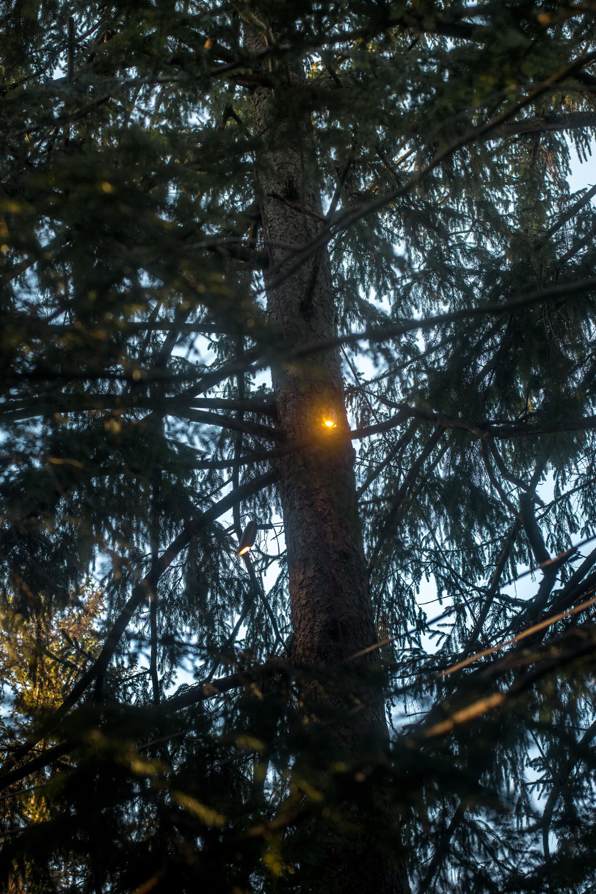 Gallery photos for Outdoor Lighting Installation and Landscape Lighting: Image #4