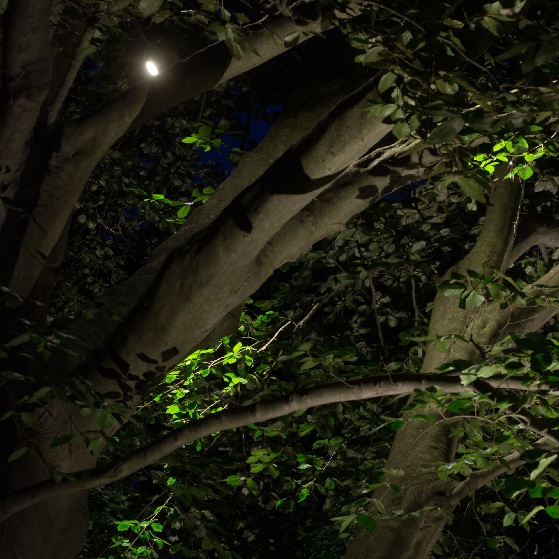 Gallery photos for Backyard Lighting Project - Easton, PA: Image #6